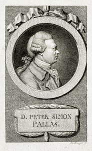 Peter Simon Pallas (1741 – 1811) - German School