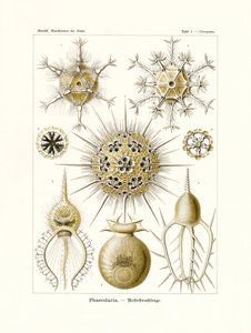 Phaeodaria, 1899-1904