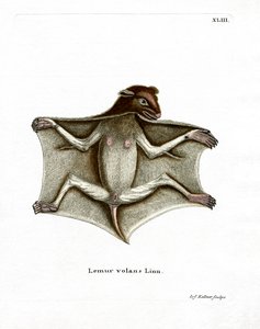 Lémur volant des Philippines