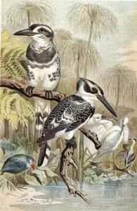 Martin-pêcheur pie, planche de "Brehms Tierleben : Connaissance générale du règne animal", vol.5, p.60, publié par Bibliographisches Institut - German School