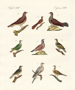Pigeons de pays étrangers - German School