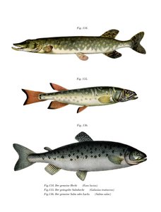 Brochet