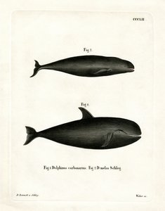 Globicéphale
