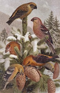 Durbec des sapins et Bec-croisé, planche de Brehms Tierleben: Allgemeine Kunde des Tierreichs, vol.4, p.314, publié par Bibliographisches Institut, 1891 - German School