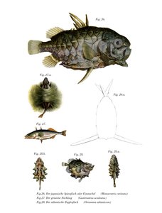 Poisson-ananas