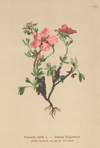 Potentille rose (Potentilla nitida) - German School
