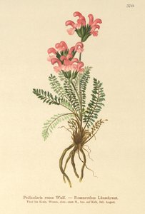 Pédiculaire rose