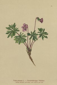 Violette pennée (Viola pinnata) - German School