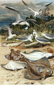 Plie, planche de "Brehms Tierleben: Allgemeine Kunde des Tierreichs", vol.8, p.226, publié par Bibliographisches Institut - German School