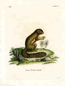 Écureuil plantain - German School