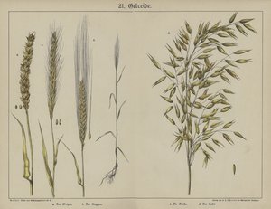 Plantes