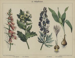 Plantes - German School