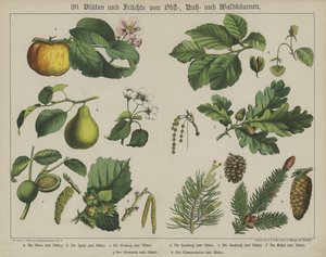 Plantes - German School