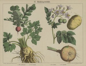 Plantes - German School