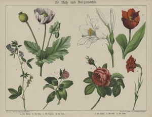 Plantes - German School