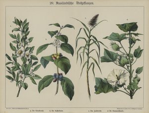 Plantes - German School