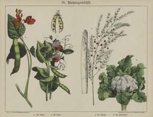Plantes - German School