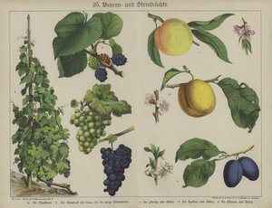 Plantes - German School