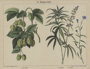 Plantes