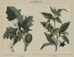 Plantes