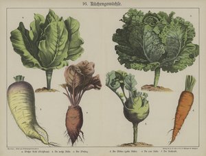 Plantes - German School