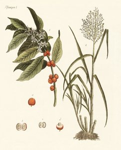 Plantes des pays chauds - German School