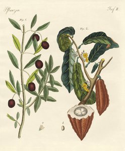 Plantes des pays chauds - German School