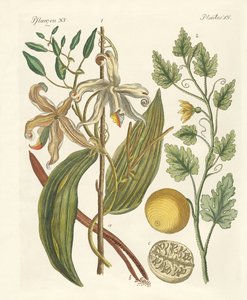 Plantes des pays chauds