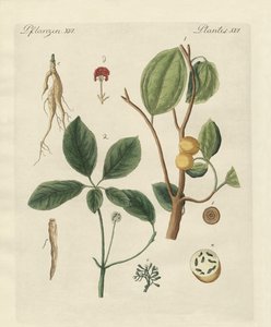 Plantes des pays chauds - German School