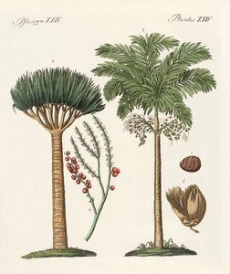 Plantes des pays chauds
