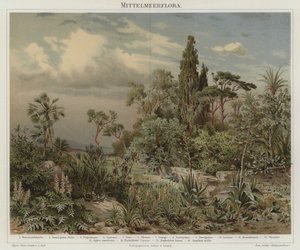 Plantes de la Méditerranée - German School