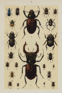 Planche du Manuel du jeune collectionneur de coléoptères - German School