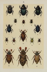 Planche du Manuel du jeune collectionneur de coléoptères - German School
