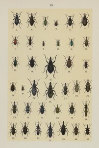 Planche du Manuel du jeune collectionneur de coléoptères - German School