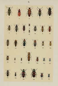 Planche du Manuel du jeune collectionneur de coléoptères (chromolithographie) - German School
