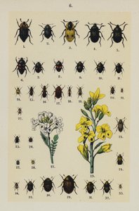 Planche du Manuel du Jeune Collectionneur de Coléoptères - German School