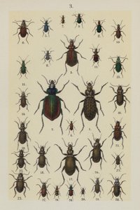 Planche du Manuel du Jeune Collectionneur de Coléoptères - German School