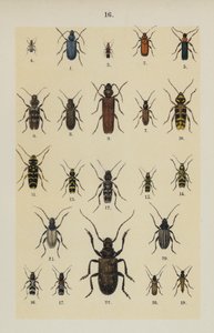 Planche du Manuel du Jeune Collectionneur de Coléoptères - German School