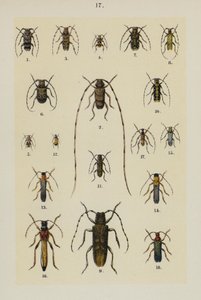 Planche du Manuel du Jeune Collectionneur de Coléoptères - German School