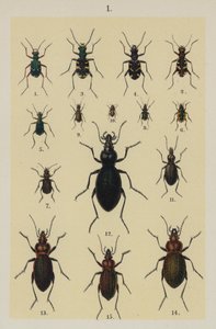Planche du Manuel du jeune collectionneur de coléoptères - German School