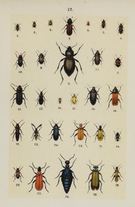 Planche du Manuel du jeune collectionneur de coléoptères - German School