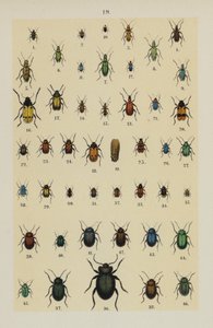 Planche du Manuel du jeune collectionneur de coléoptères - German School