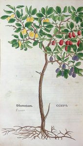 Prunier, une planche botanique de l
