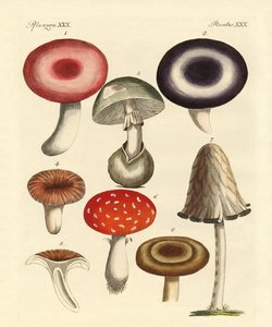 Champignons toxiques allemands - German School