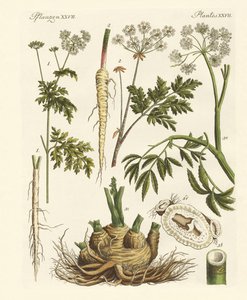 Plantes toxiques allemandes