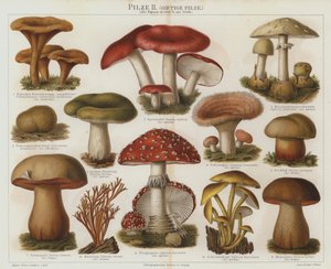 Champignons vénéneux - German School