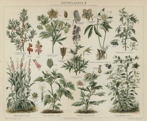 Plantes toxiques - German School