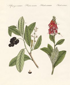 Plantes toxiques - German School