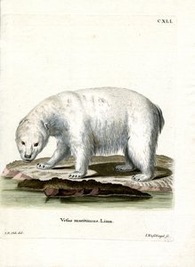 Ours polaire