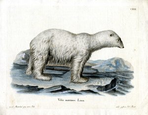 Ours polaire